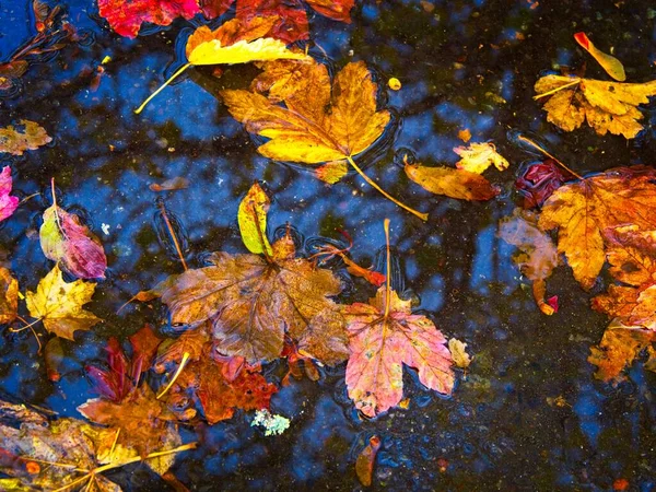 Textur Aus Nassen Blättern Und Tannennadeln Die Herbst Auf Den — Stockfoto
