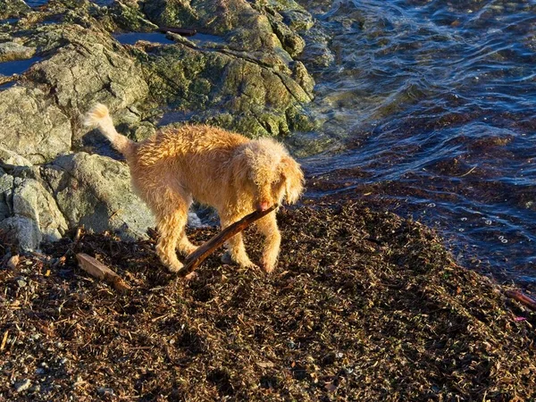 Lagotto Romagnolo Orange Puppy Playing Driftwood Shore Sidney Fotografia Stock