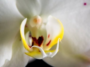 White orchid isolated over black background, macro