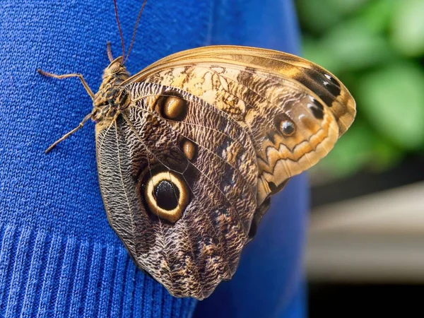 Owl butterfly sitting on a sleeve of a blue clothing