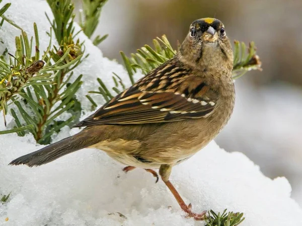 Golden-crowned Sparrow during winter snow storm on the pine tree branch