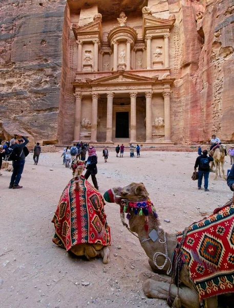 Petra Jordania Marzo 2023 Camellos Frente Tesoro Vista Principal Antigua — Foto de Stock