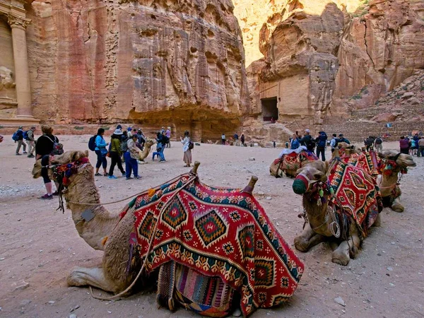 Petra Jordanië Maart 2023 Kamelen Voor Schatkamer Belangrijkste Gezicht Van — Stockfoto