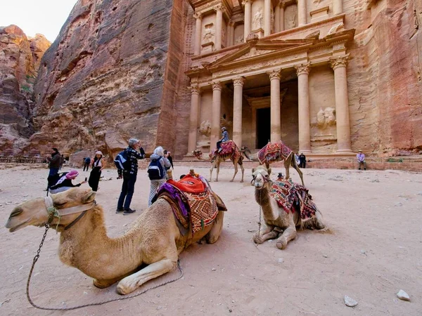 Petra Jordânia Março 2023 Camelos Frente Tesouro Vista Principal Cidade — Fotografia de Stock