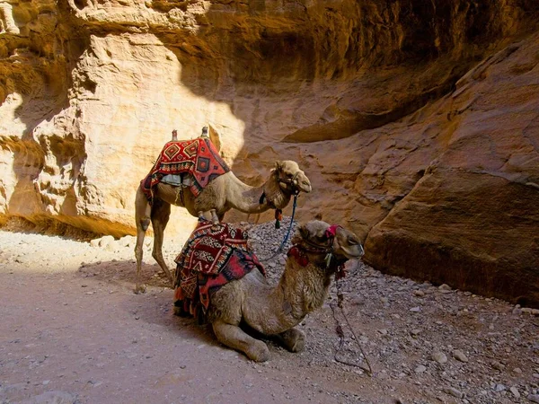Kameler Den Antika Staden Petra Jordanien Ett Världens Sju Underverk — Stockfoto