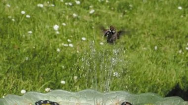 Erkek Anna 'nın sinekkuşu bir kuş banyosunda arka bahçedeki çeşmede oynuyor, havada süzülüyor ve içiyor.