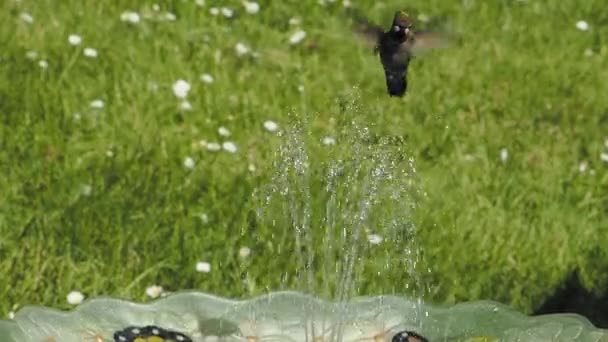 男性アンナのハチドリが鳥風呂で裏庭の噴水で遊んで ホバリングして飲む — ストック動画
