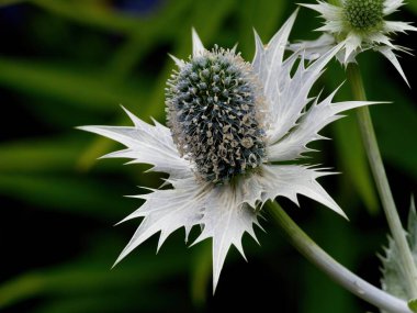 Yaz başında Bayan Wilmotts Ghost (Eryngium giganteum) çiçekleri