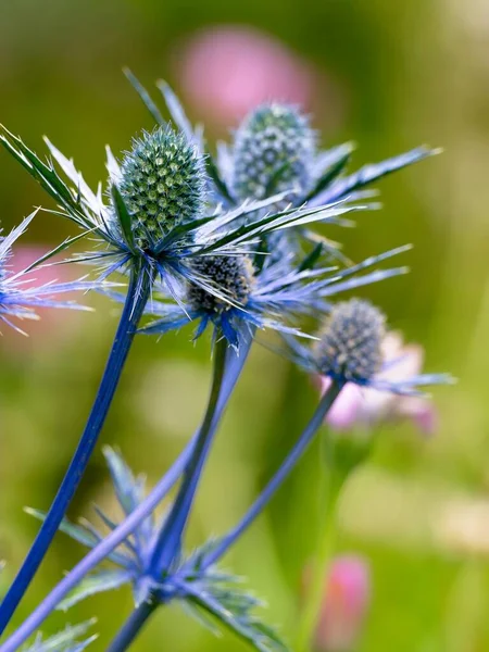 Miss Wilmotts Ghost (Eryngium giganteum) flowers close-up in early summer