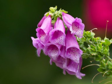 Yüksükotu (Digitalis purpurea) yağmur damlalarıyla kaplıdır. Çan şeklinde pembe ve mor çiçekler yazın açar.