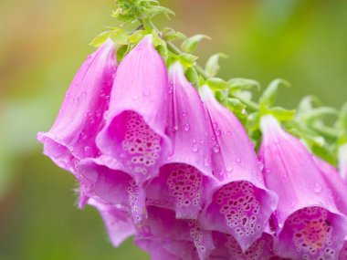 Yüksükotu (Digitalis purpurea) yağmur damlalarıyla kaplıdır. Çan şeklinde pembe ve mor çiçekler yazın açar.