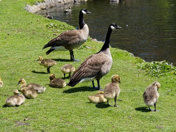 Kanadská Husí Rodina Rodiče Husami Břehu Jezera Parku Beacon Hill — Stock fotografie