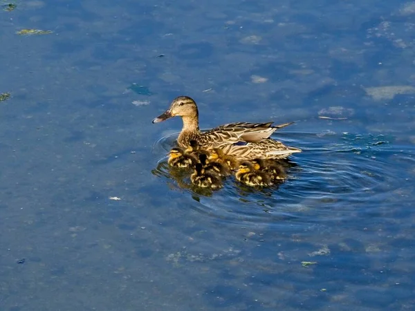 Mallard Duck Small Ducklings Swim Coastal Waters Sidney — Stock Photo, Image