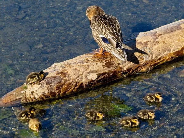 Mallard Duck Small Ducklings Swim Coastal Waters Sidney — Stock Photo, Image
