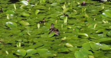 Küçük ördekli Mallard ördeği MÖ Victoria 'da nilüfer yaprağıyla gölette yüzer.
