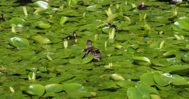Pato Mallard Com Pequenos Patinhos Nadar Lagoa Com Almofadas Lírio — Vídeo de Stock