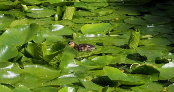Mallard Bebek Dengan Bebek Kecil Berenang Kolam Dengan Bantalan Bunga — Stok Video