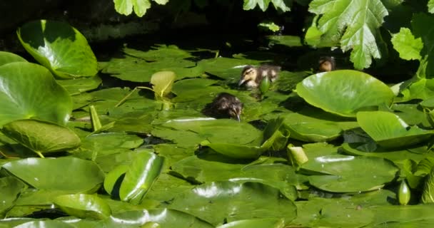 Mallard Bebek Dengan Bebek Kecil Berenang Kolam Dengan Bantalan Bunga — Stok Video