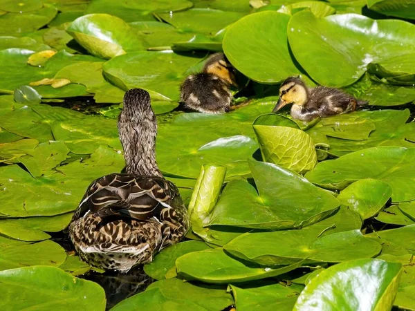 公元前193年 小鸭和百合花垫在池塘里游来游去 — 图库照片