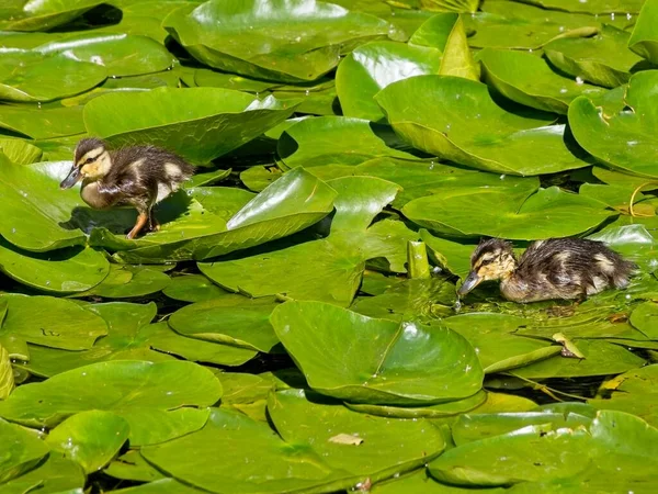 Small Ducklings Swim Pond Lily Pads Victoria — Stock Photo, Image