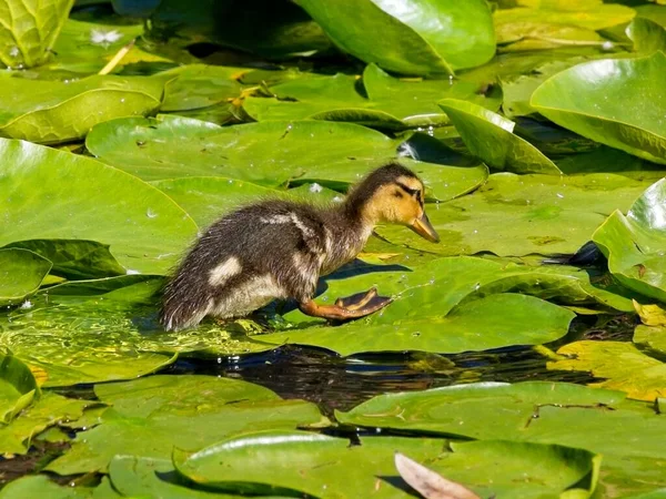 Small Ducklings Swim Pond Lily Pads Victoria — Stock Photo, Image