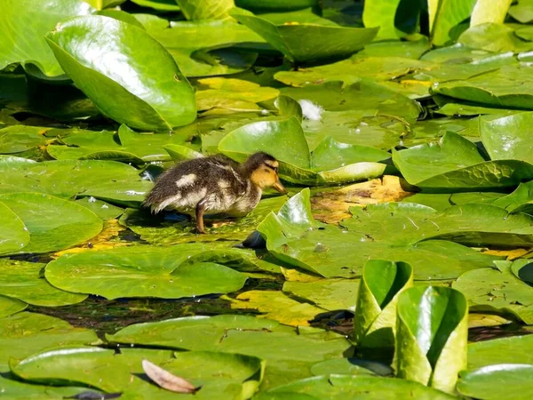 公元前193年 小鸭和百合花垫在池塘里游来游去 — 图库照片