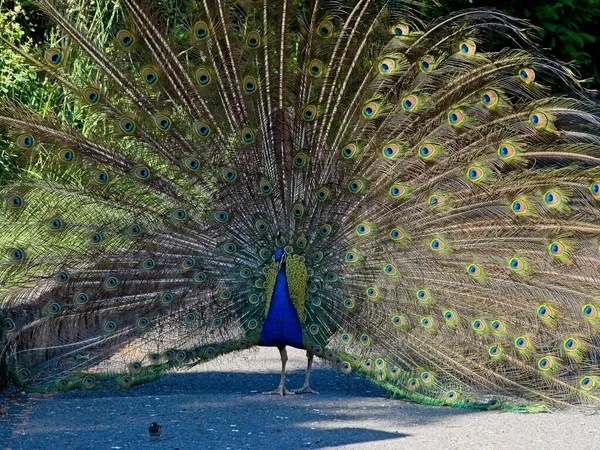 Male Peacock Opens Colorful Tail Courting Ritual — Stock Photo, Image