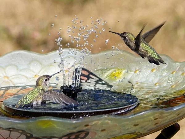 Two Anna\'s hummingbirds play in the water stream of a backyard birdbath fountain on the hot sunny summer day