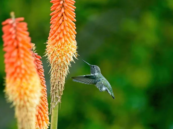 公元前四世纪阳光明媚的日子 安娜的蜂鸟在火炬花中觅食 — 图库照片