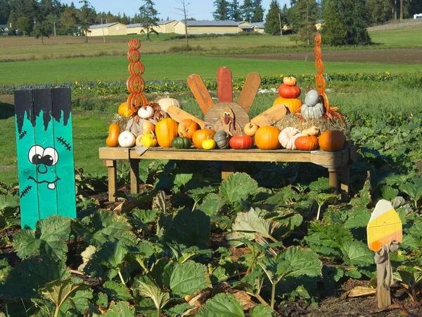 Thanksgiving display of fresh fall produce in the farmland