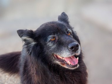 Bulanık arka planda siyah Alman çoban portresi. Yakın plan.