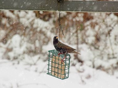 Kar yağışı sırasında süetle beslenen sığırcıklar