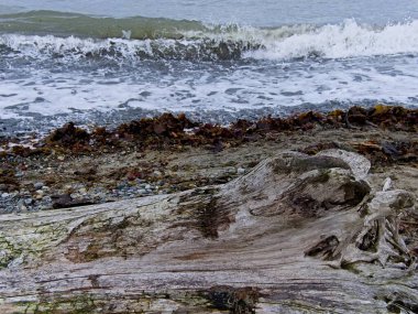 Vancouver Adası, British Columbia 'daki Island View Sahili' nde kayalıklar ve odun sürükleme