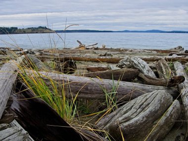 Vancouver Adası, British Columbia 'daki Island View Sahili' nde kayalıklar ve odun sürükleme