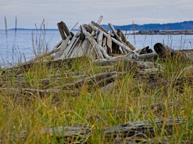 Vancouver Adası, British Columbia 'daki Island View Sahili' nde kayalıklar ve odun sürükleme