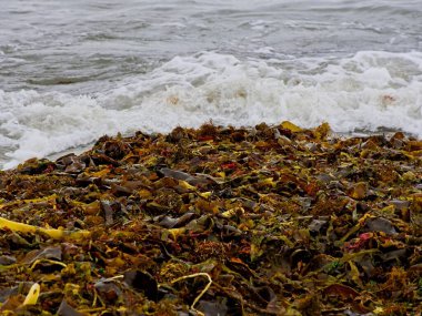 Vancouver Adası, British Columbia 'daki Island View Sahili' nde kayalıklar ve odun sürükleme