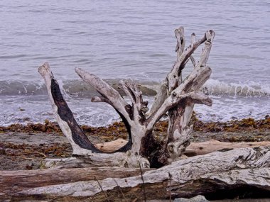 Vancouver Adası, British Columbia 'daki Island View Sahili' nde kayalıklar ve odun sürükleme