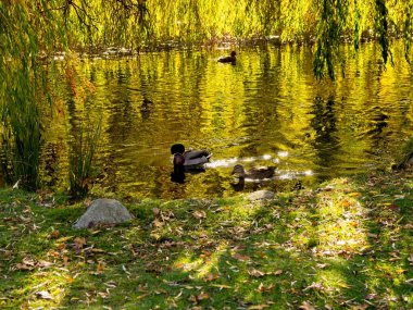 Beacon Hill Parkı 'nda sonbahar renkleri, Victoria BC