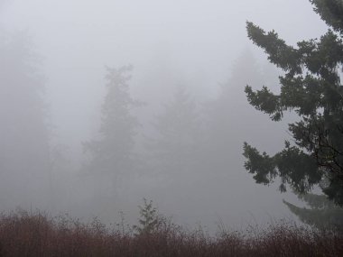 İkamet alanı M.Ö. Büyük Victoria 'da kış boyunca yoğun sisle kaplıydı.