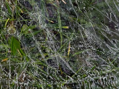 Yeşil çimenlerin üzerinde duran düz buz diski