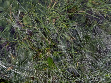 Yeşil çimenlerin üzerinde duran düz buz diski