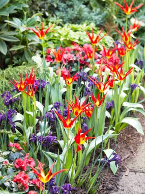 Kırmızı lale Acuminata, Alev gibi Botanik laleler, Leydi laleler