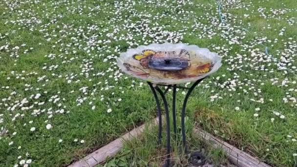 Koliber Anny Bawi Się Pije Wodę Fontannie Podwórku — Wideo stockowe