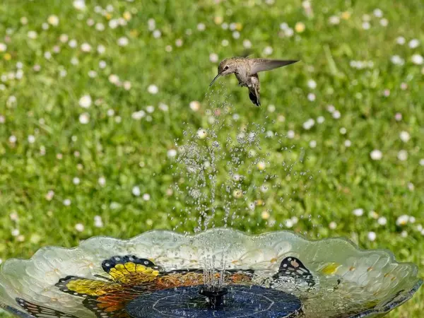 stock image Female Anna's hummingbird playing and drinking in the water fountain in birdbath