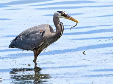 Büyük Mavi Balıkçıl, MÖ Sidney 'nin kayalık sahillerinde taze yılan balığı yiyor.