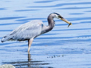 Büyük Mavi Balıkçıl, MÖ Sidney 'nin kayalık sahillerinde taze yılan balığı yiyor.