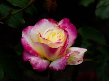 Tek bir gül, bir çiçek tarhında büyüyor, kararmış ve bulanık arka plana karşı.