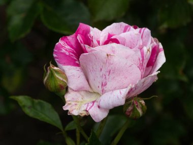 Tek bir gül, bir çiçek tarhında büyüyor, kararmış ve bulanık arka plana karşı.