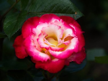 Tek bir gül, bir çiçek tarhında büyüyor, kararmış ve bulanık arka plana karşı.