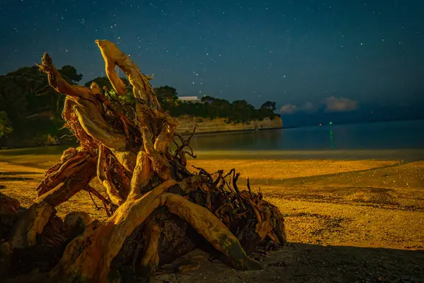Gece kumsalında sürüklenen ağaçlar.